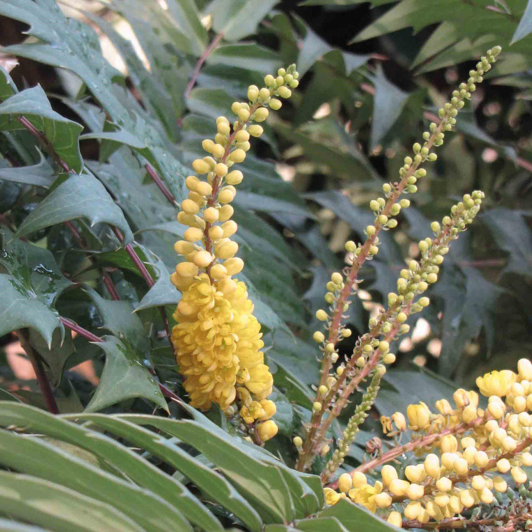 Mahonia 'Belleza de Beijing' ~ Belleza de Beijing Mahonia