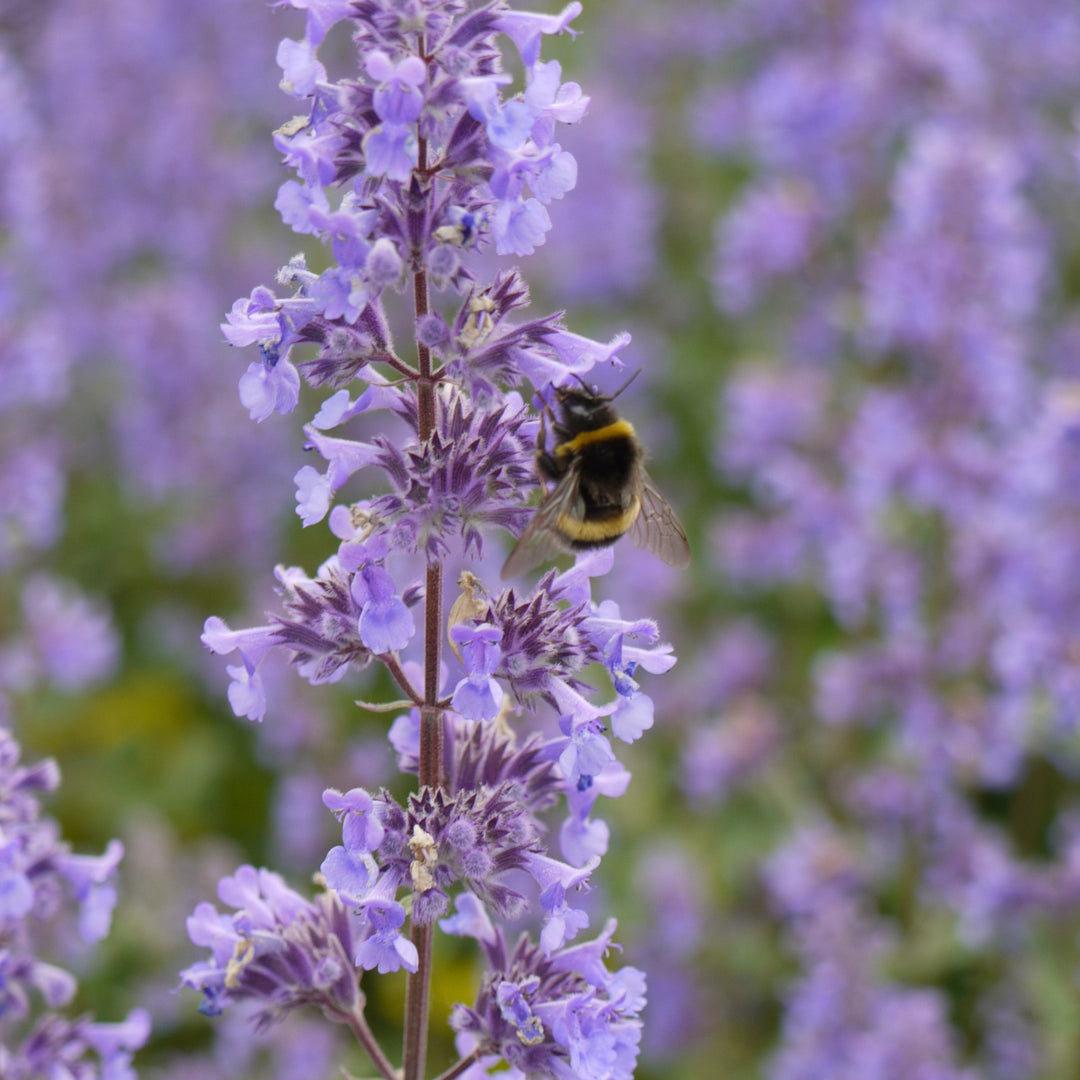 Nepeta grandiflora 'Summer Magic' ~ Summer Magic Catmint