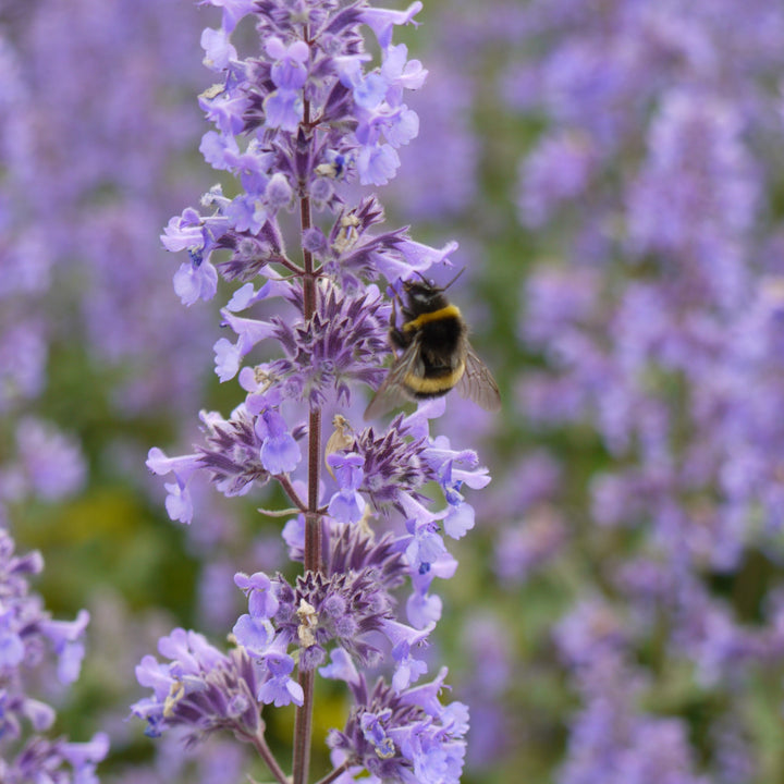 Nepeta grandiflora 'Summer Magic' ~ Summer Magic Catmint