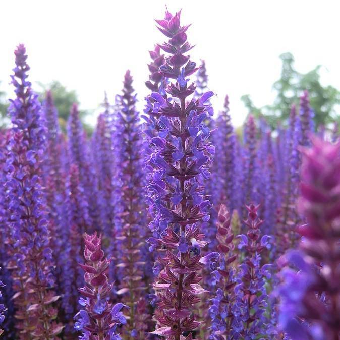 Salvia nemorosa 'Ostfriesland' ~ East Friesland Meadow Sage
