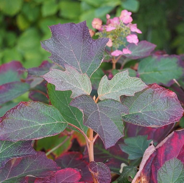 Hydrangea quercifolia 'Enana de Sike' ~ Hortensia de hoja de roble enana de Sike