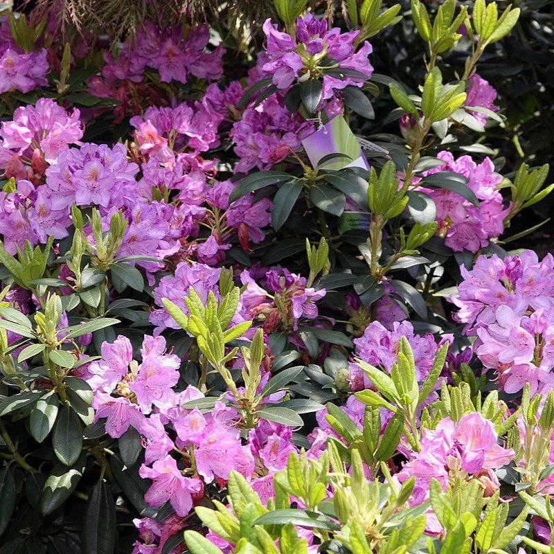 Rododendro catawbiense 'Grandiflorum' ~ Grandiflorum Catawba Rododendro