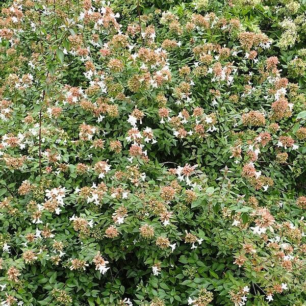 Abelia x 'Little Richard' ~ Little Richard Abelia