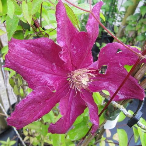 Clematis 'Ernest Markham' ~ Ernest Markham Clematis