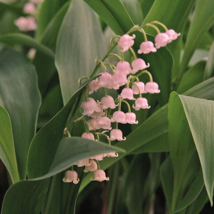 Convallaria majalis 'Rosea' ~ Pink Lily of the Valley