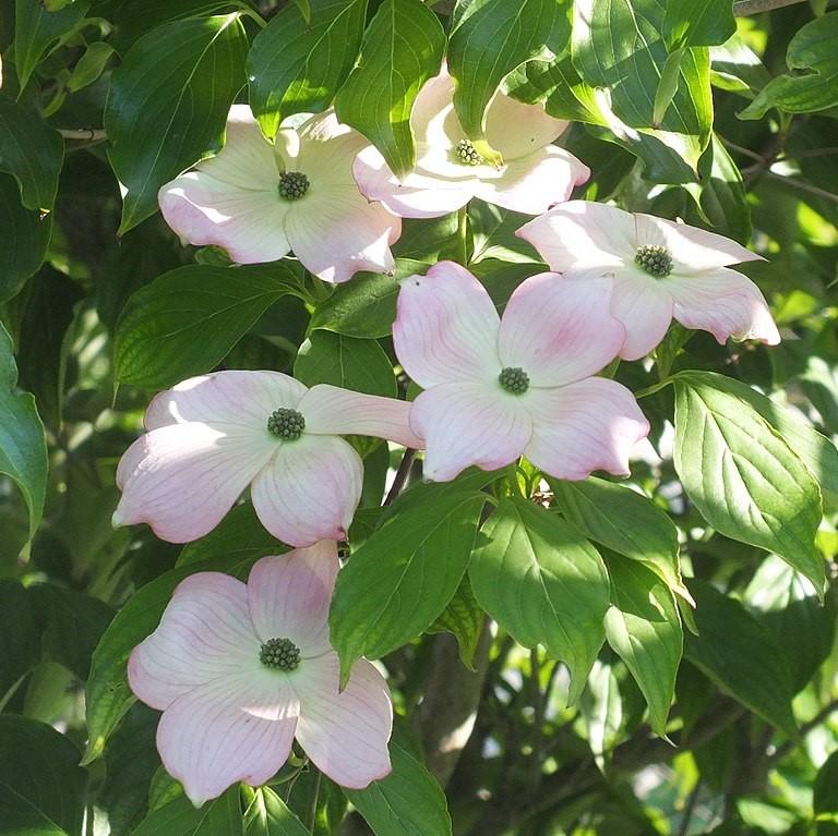 Cornus florida 'Comco No. 1' ~ Cherokee Brave Dogwood – JTSOP Farms