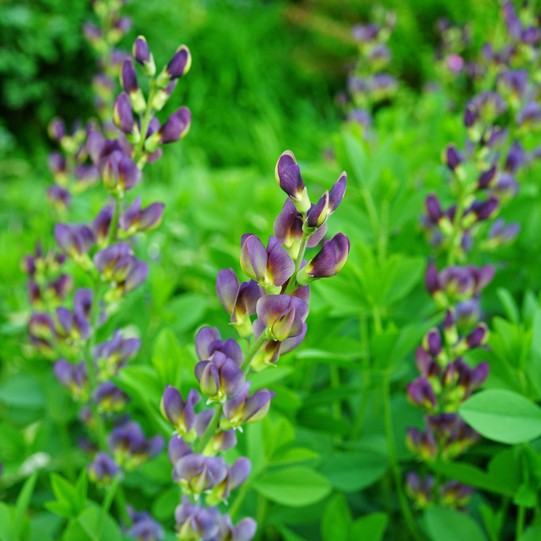 Baptisia 'Grape Taffy' ~ Grape Taffy False Indigo