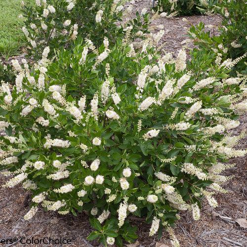 Clethra alnifolia 'Caleb' ~ Vanilla Spice® Summersweet