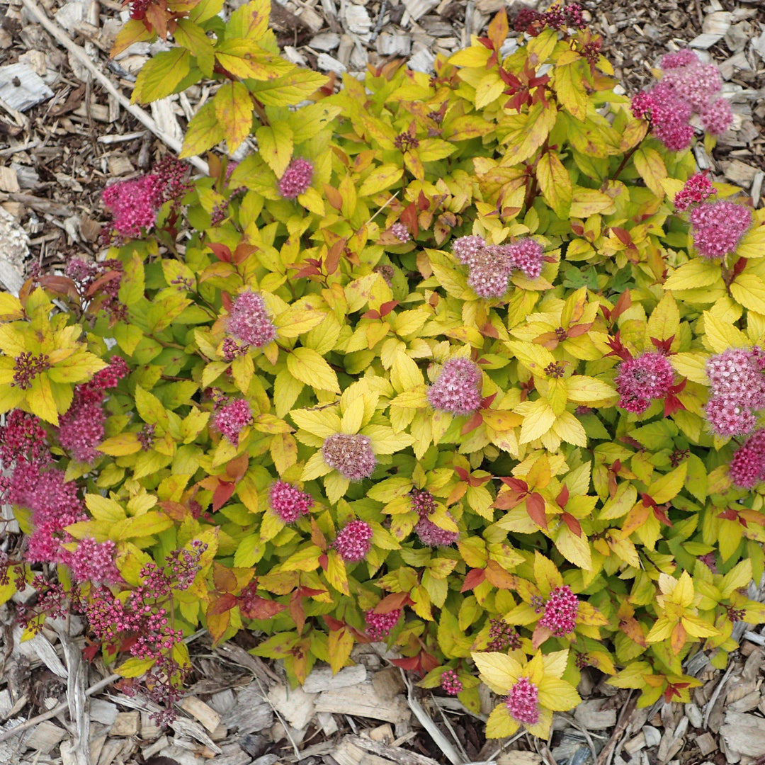 Spiraea japonica 'Walbuma' ~ Alfombra mágica Spirea