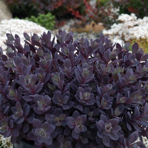 Sedum rupestre 'Pldaz2018' ~ Sedum Sunsparkler® Plum Dazzled