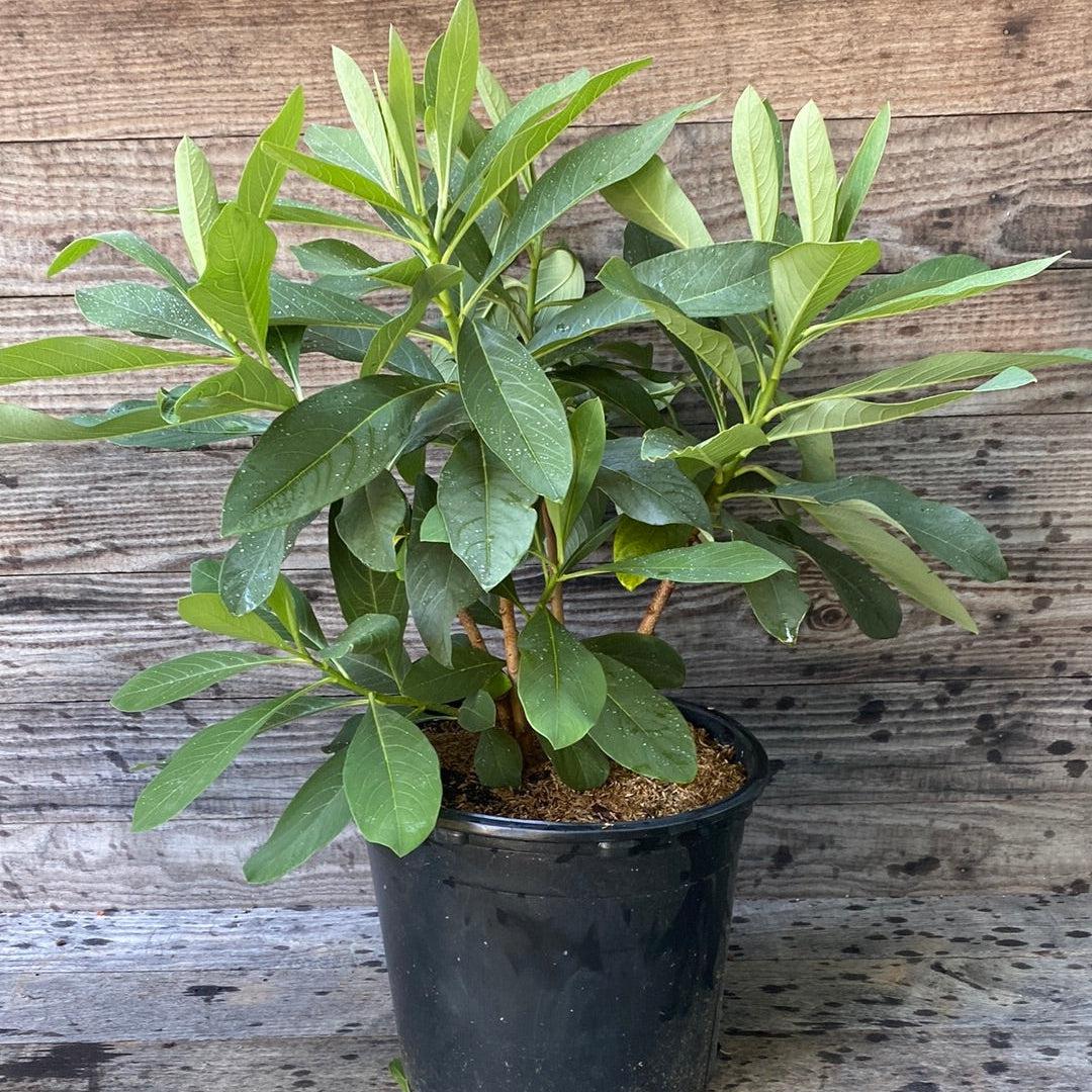 Edgeworthia chrysantha ~ Planta de arbusto de papel
