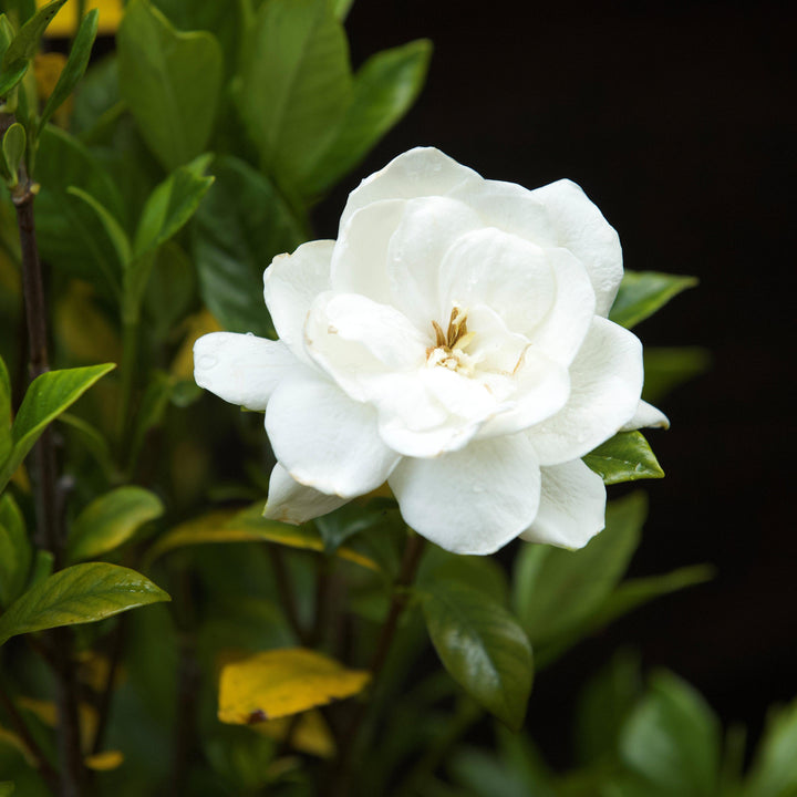 Gardenia jasminoides 'Belleza de agosto' ~ Belleza de agosto Gardenia