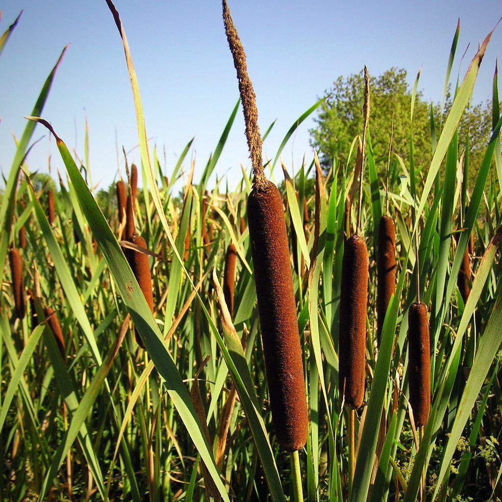 Typha latifolia ~ Cattail