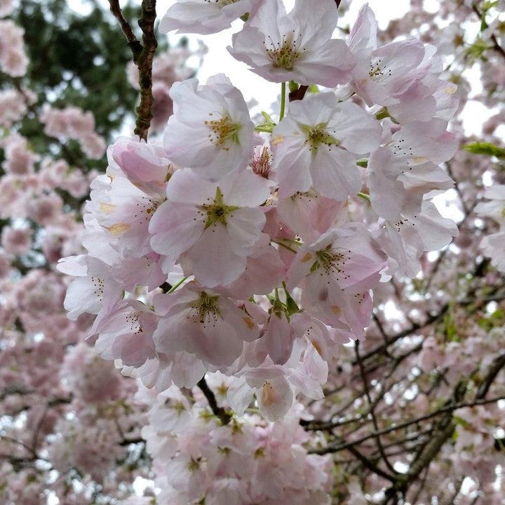 Prunus x yedoensis 'Akebono' ~ Akebono Flowering Cherry