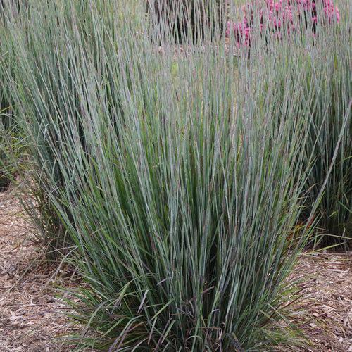 Schizachyrium scoparium 'Blue Paradise' ~ 'Blue Paradise' Little Bluestem
