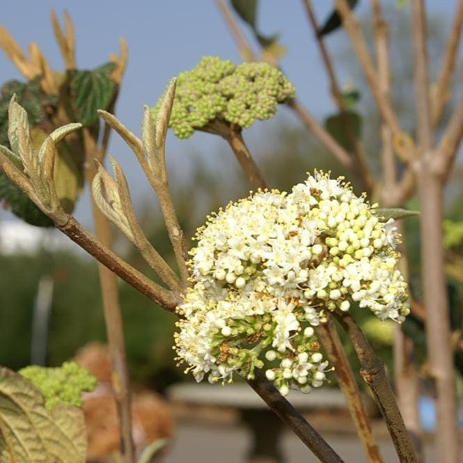Viburnum × rhytidophylloides 'Alleghany' ~ Alleghany Viburnum