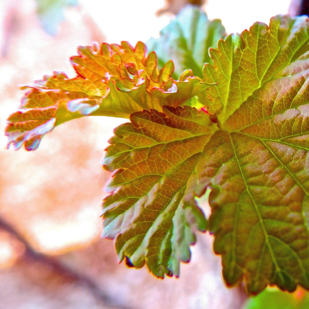 Physocarpus opulifolius 'Jefam' ~ First Editions® Amber Jubilee™ Ninebark