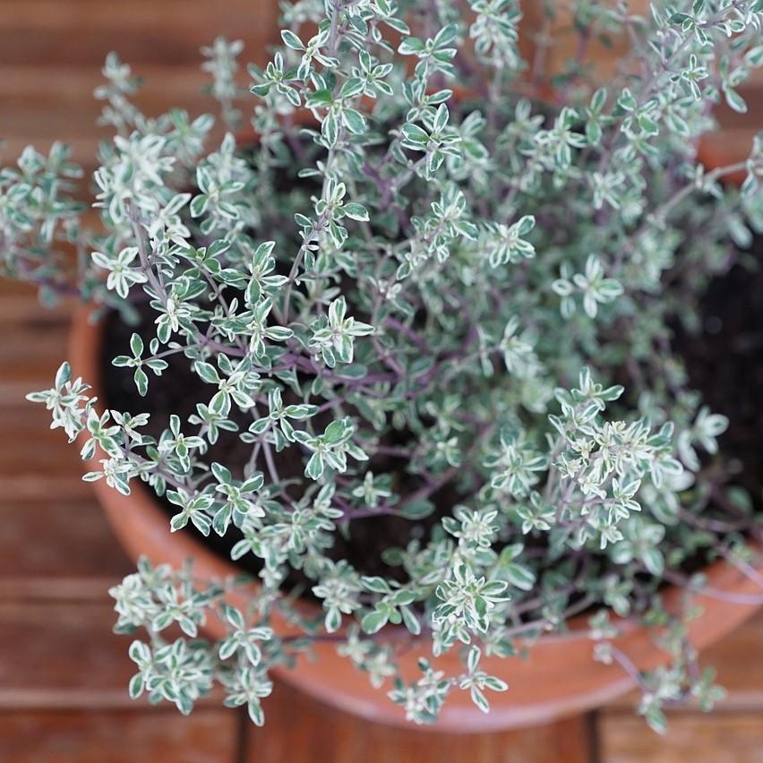 Thymus vulgaris 'Silver Posie' ~ Silver Posie Thyme