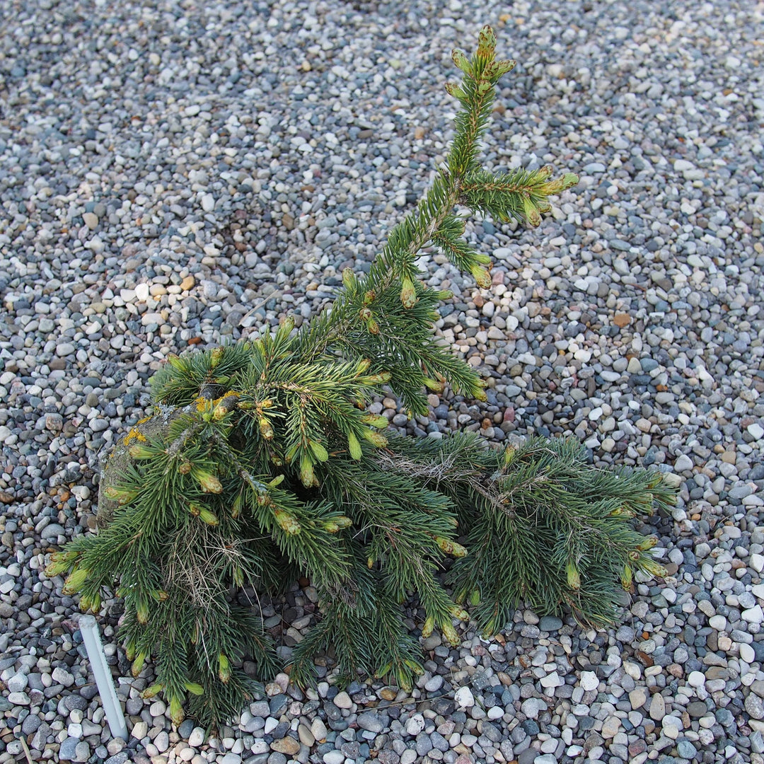Picea glauca 'Pendula' ~ Weeping White Spruce