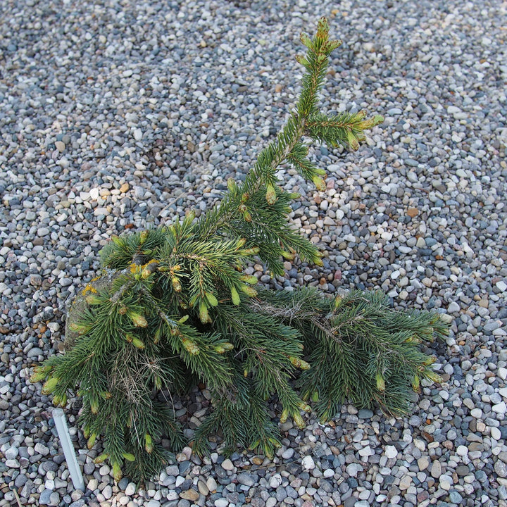 Picea glauca 'Pendula' ~ Weeping White Spruce