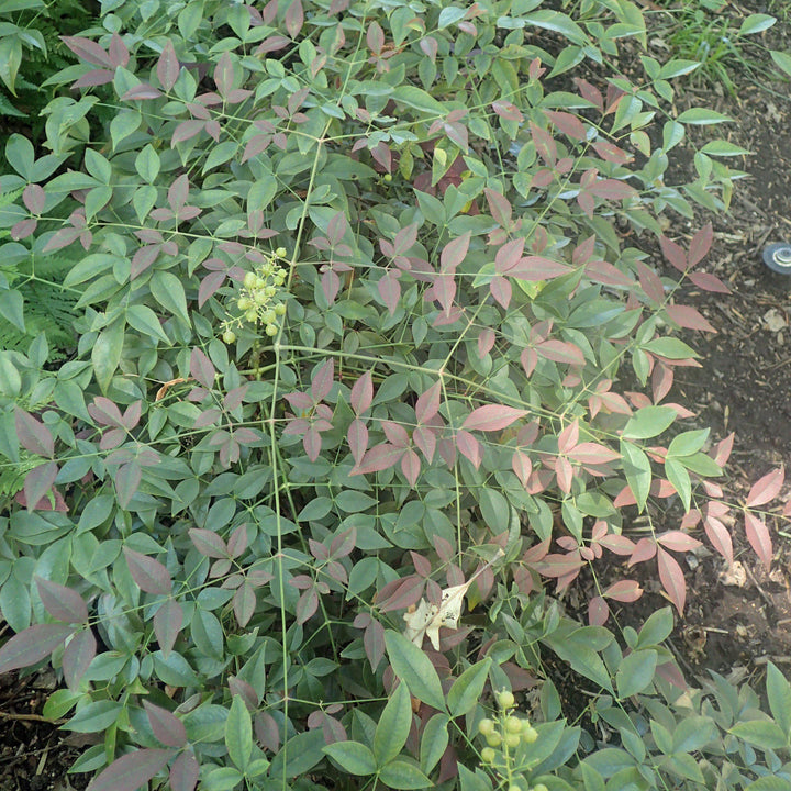 Nandina domestica 'Murasaki' PP21391 ~ Flirt™ Heavenly Bamboo