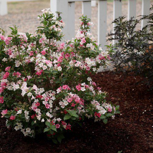 Weigela florida 'VUKOZGemini' ~ Czechmark Trilogy® Weigela