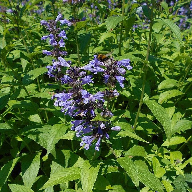 Nepeta kubanica 'Bokratune' ~ Neptune Catmint