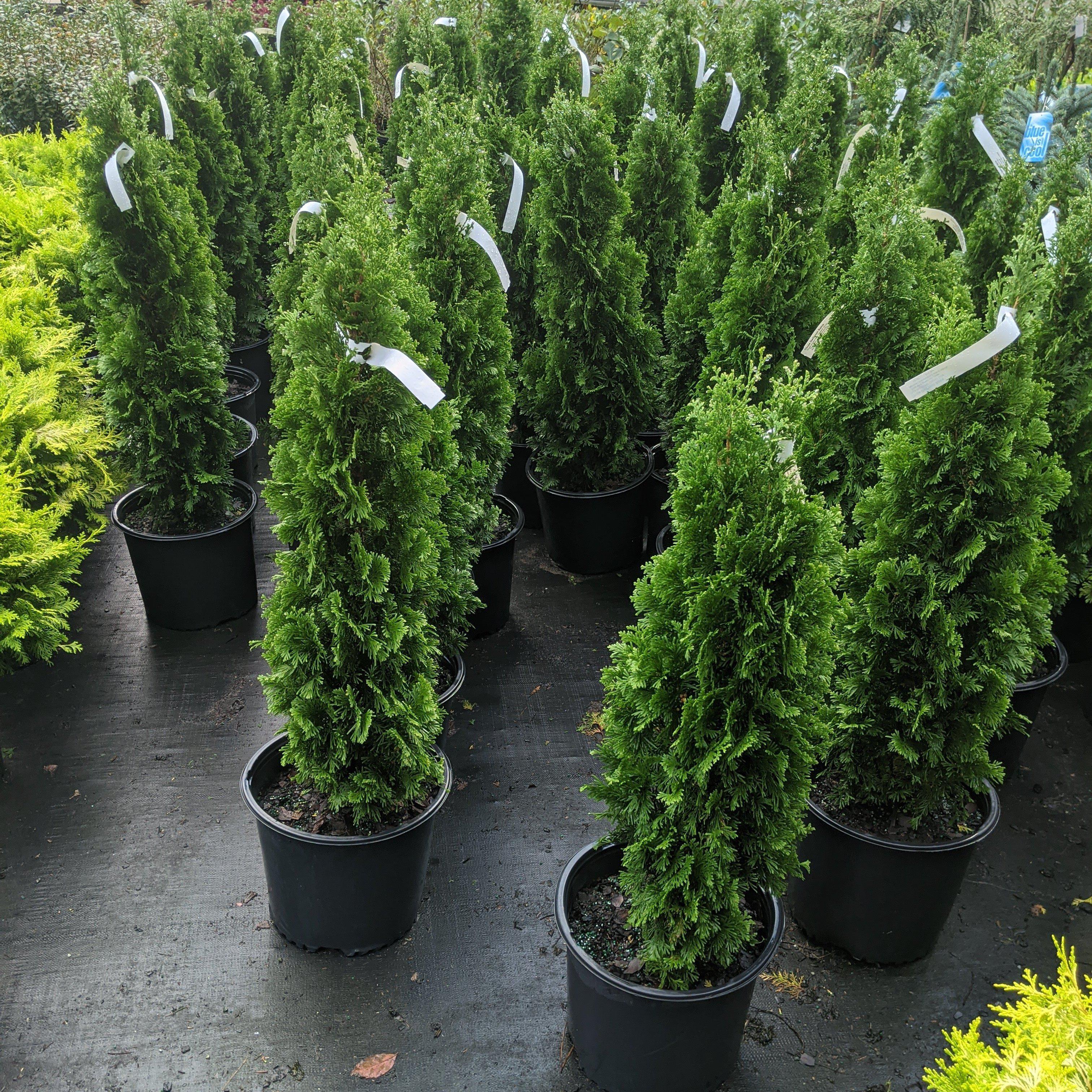Thuja occidentalis 'DeGroot's Spire' ~ DeGroot's Spire Arborvitae – JTSOP  Farms