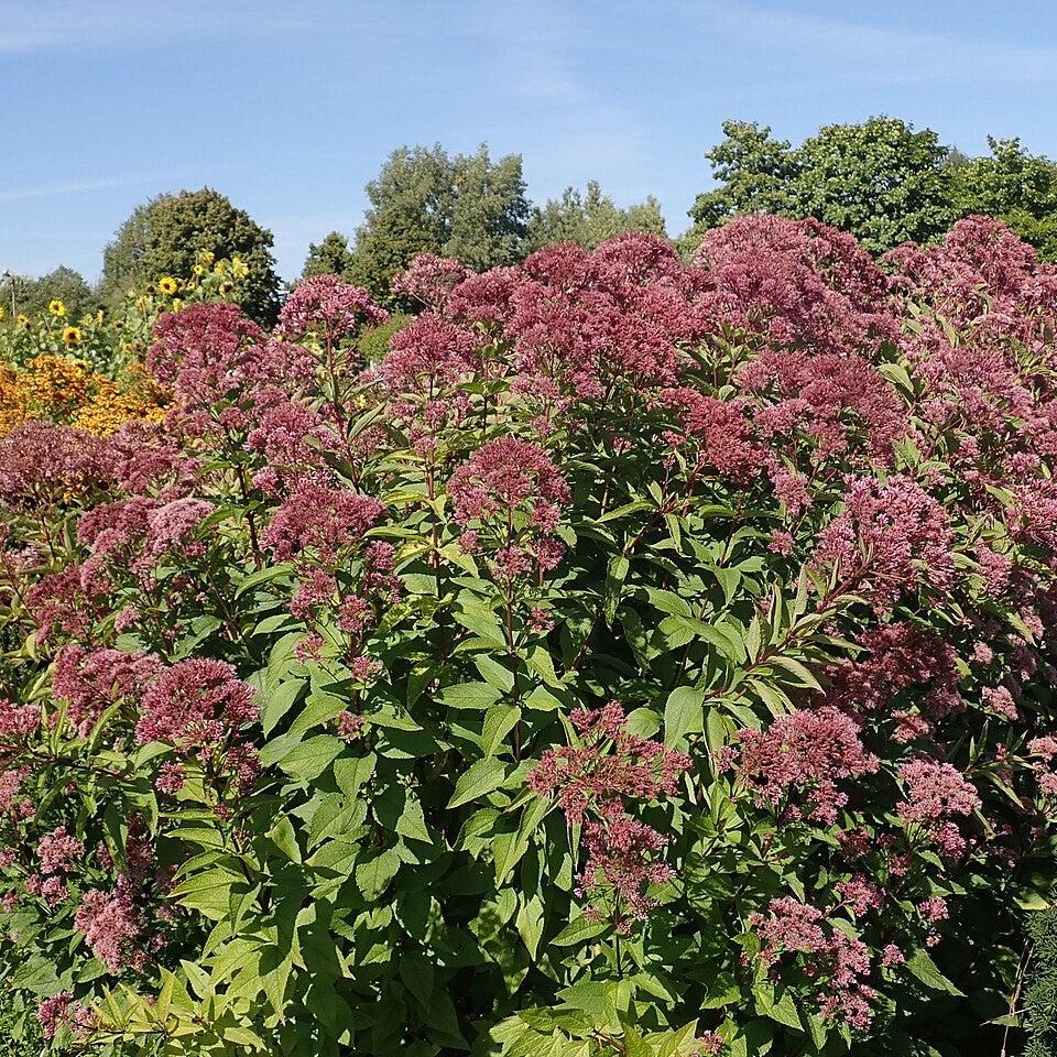 Eupatorium maculatum 'Phantom' ~ Phantom Joe Pye Weed