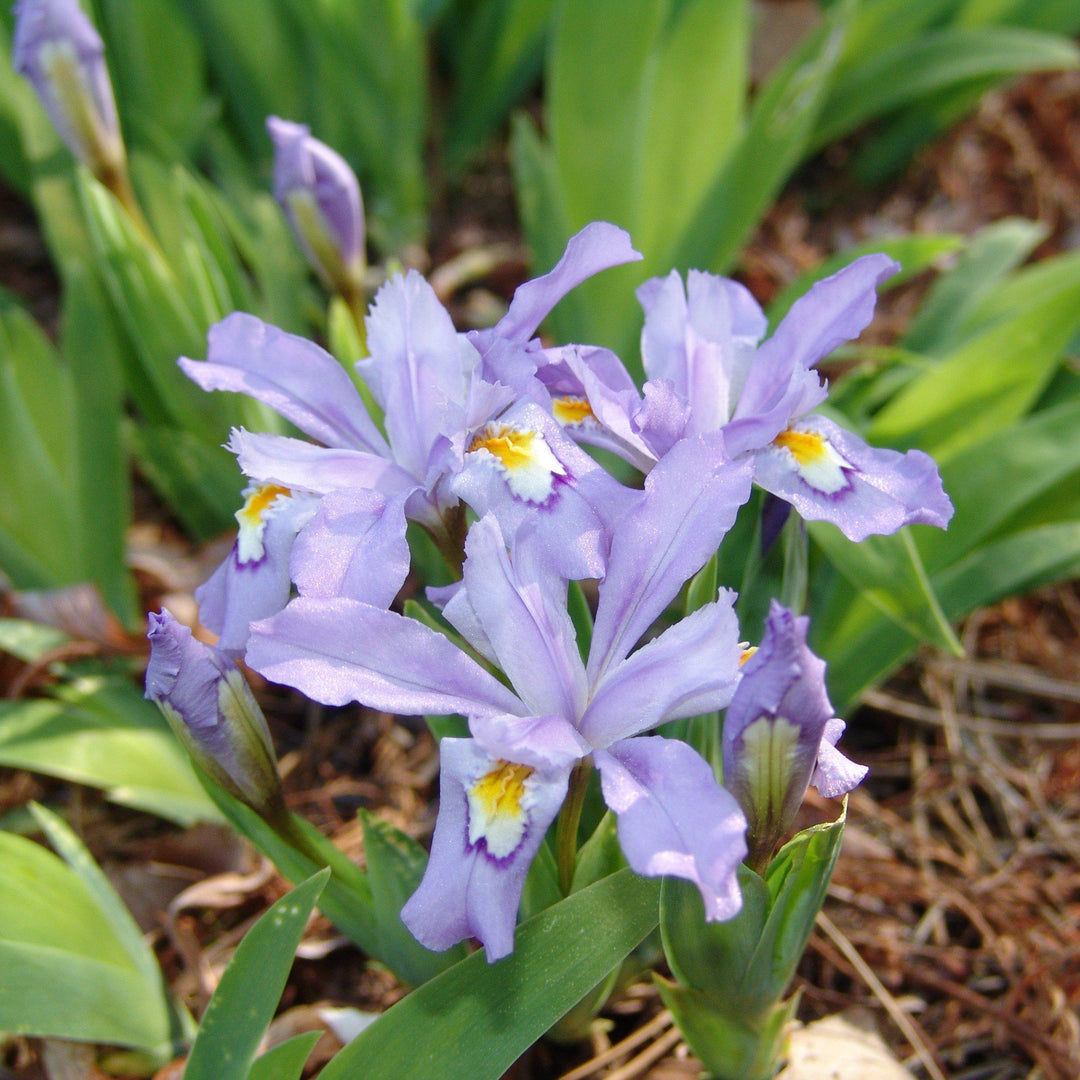 Iris cristata 'Eco Bluebird' ~ Eco Bluebird Dwarf Crested Iris