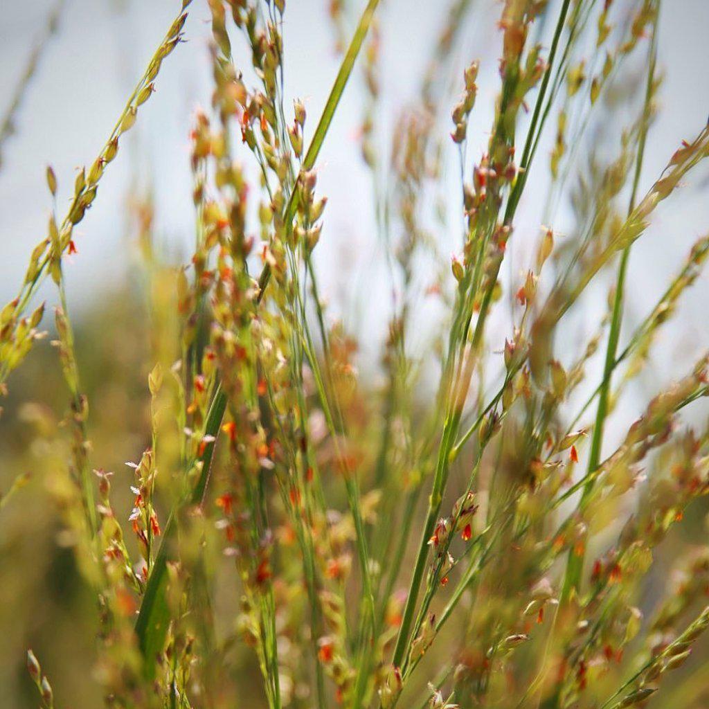 Panicum virgatum 'Northwind' ~ Northwind Switch Grass