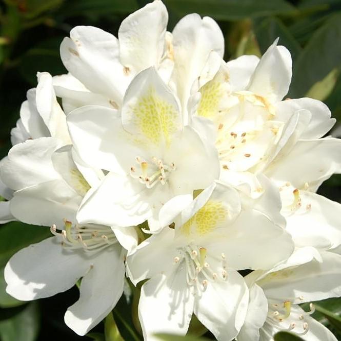 Rododendro catawbiense 'Chionoides' ~ Chionoides Rododendro