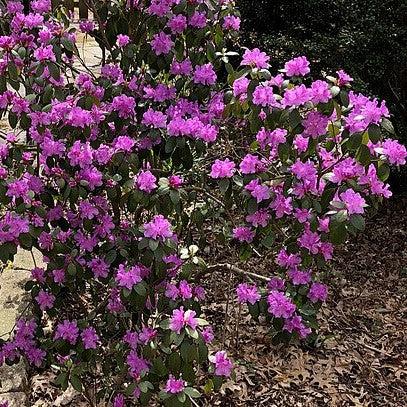 Rododendro 'Gema Púrpura' ~ Rododendro Gema Púrpura
