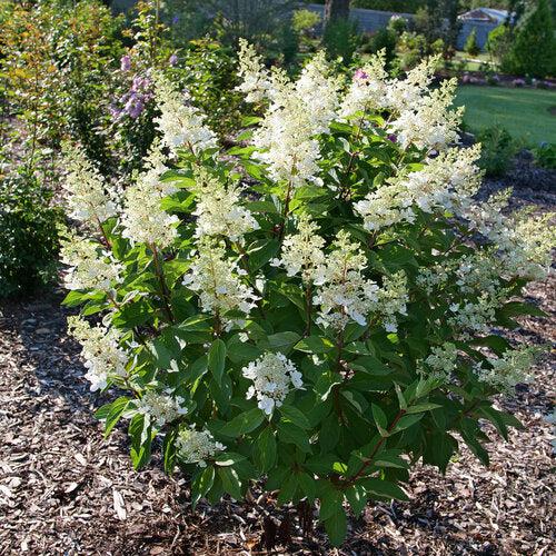 Hydrangea paniculata 'ILVOHPPRM' PP35,334 ~ Pinky Winky Prime® Hydrangea