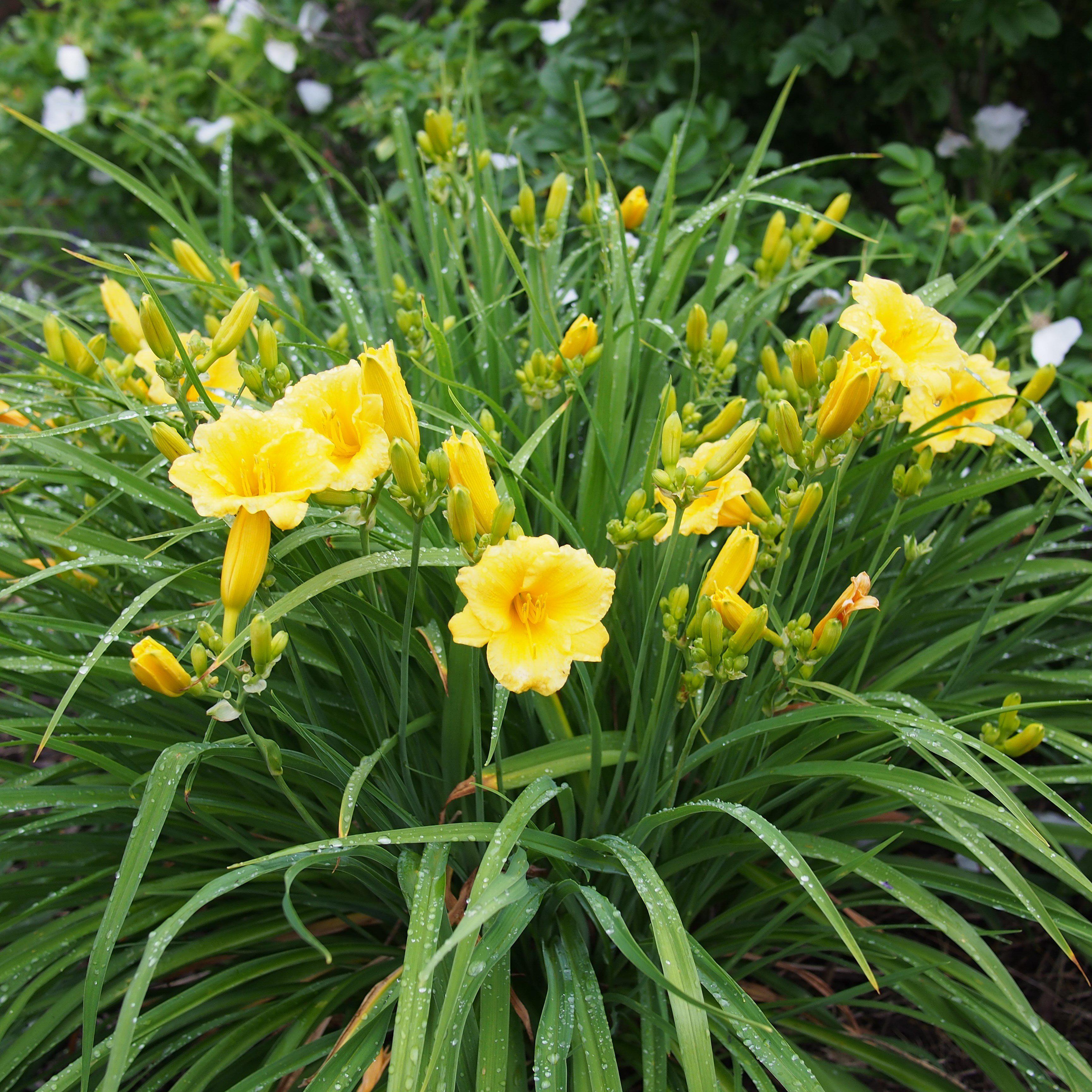 Hemerocallis 'Stella D'Oro' ~ Stella de Oro Daylily – JTSOP Farms