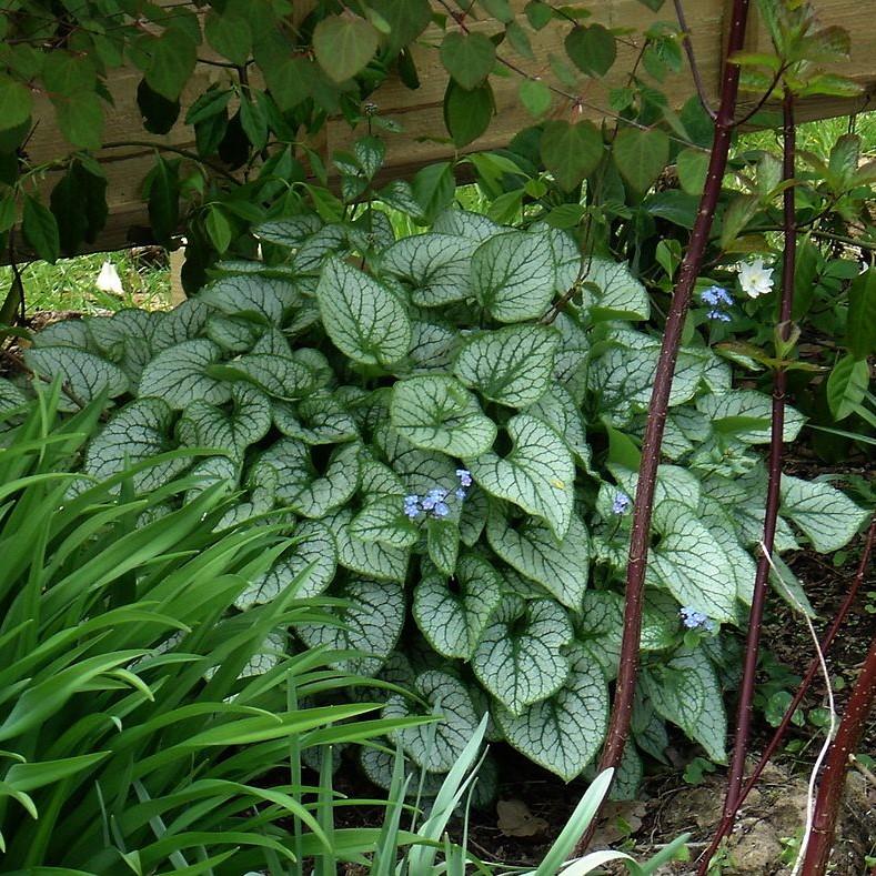 Brunnera macrophylla 'Jack Frost' ~ Jack Frost Siberian Bugloss