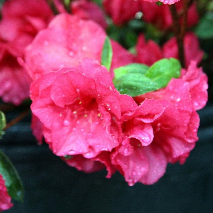 Rododendro kurume 'Hershey's Red' ~ Azalea roja de Hershey