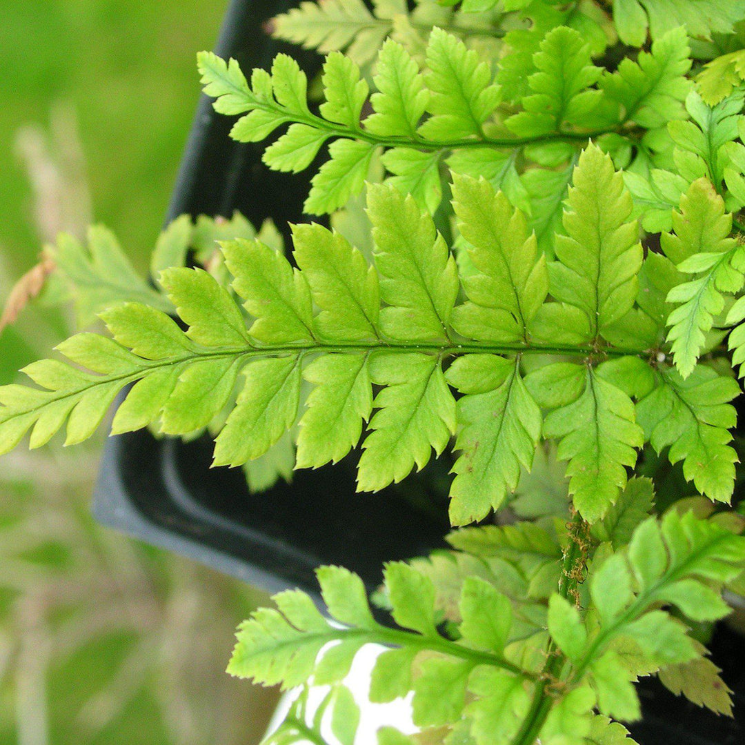 Polystichum tsus-simense ~ Korean Rock Fern