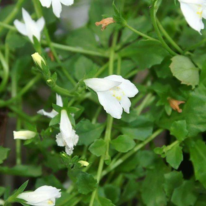 Mazus reptans 'Albus' ~ White Creeping Mazus