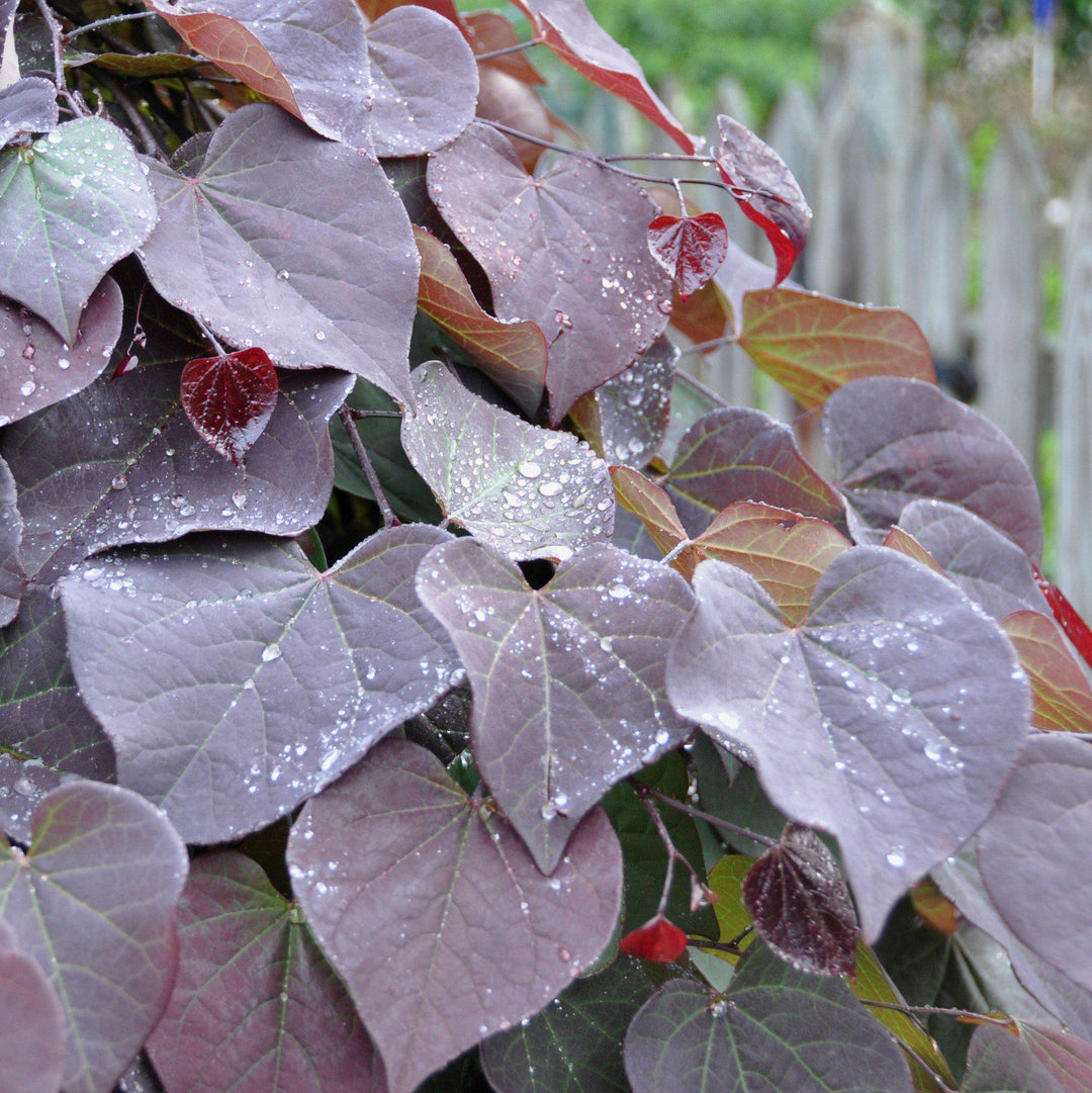 Cercis canadensis 'Ruby Falls' ~ Ruby Falls llorando Redbud