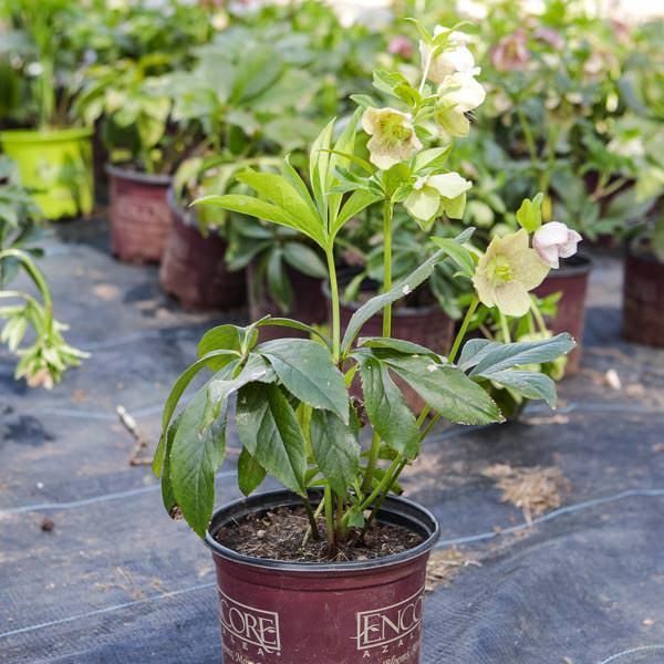 Helleborus orientalis ~ Hellebore, Lenten Rose