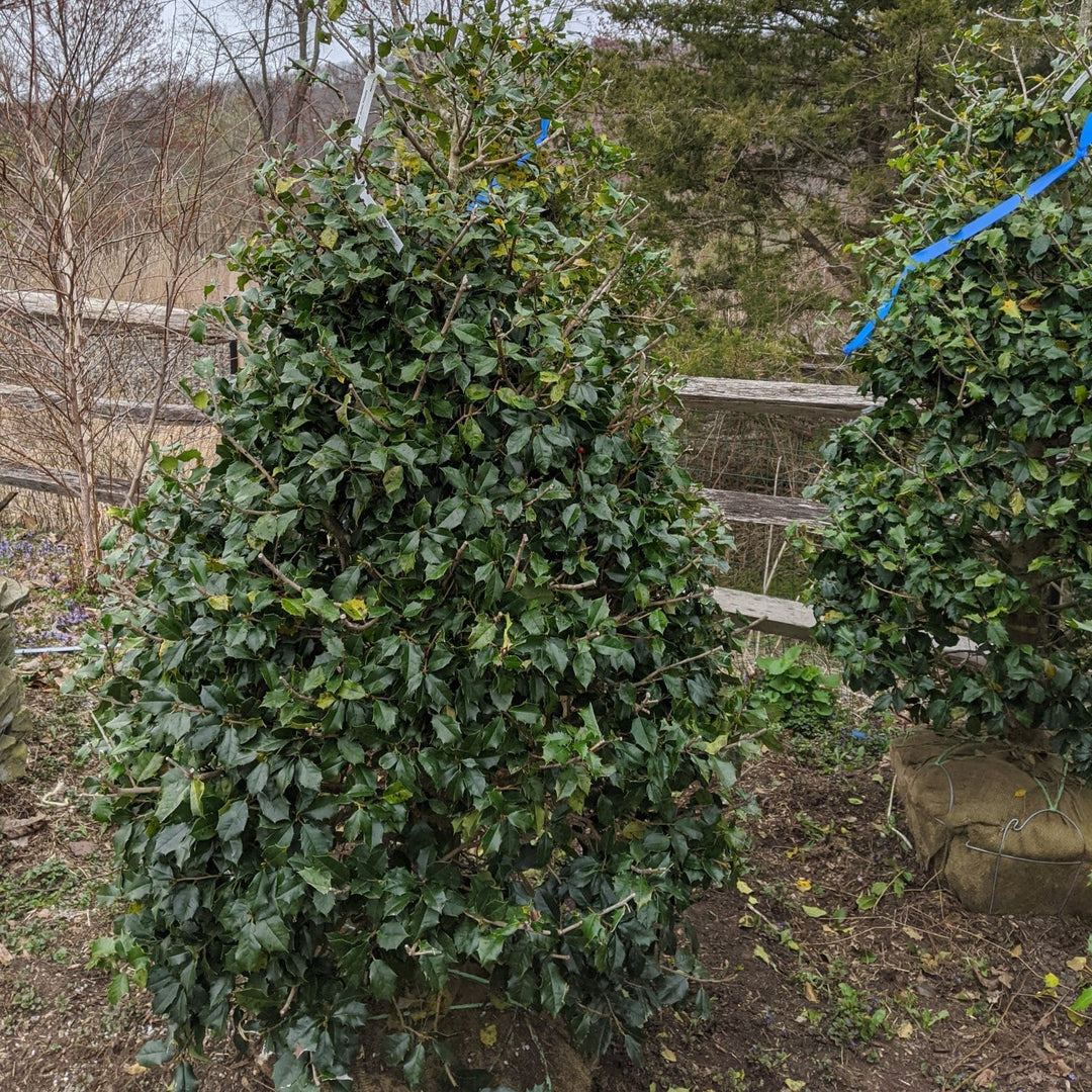 Ilex opaca ‘Jersey Princess’ ~ Jersey Princess Holly