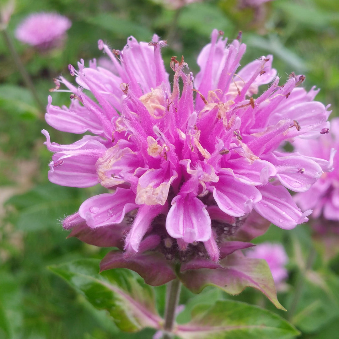 Monarda 'Monard0044' ~ Bee-You™ Bee Pretty Bee Balm
