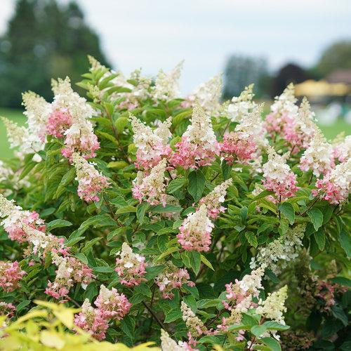 Hortensia paniculata 'DVP PINKY' ~ Hortensia Pinky Winky®