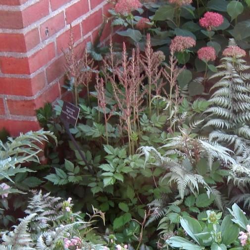 Astilbe chinensis 'Vision in Pink' ~ Vision in Pink Chinese Astilbe