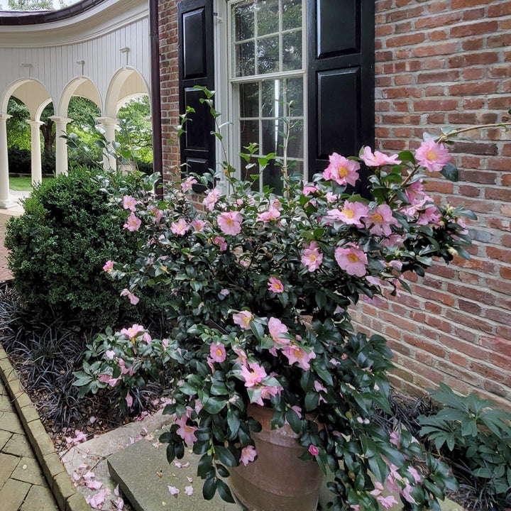 Camellia sasanqua 'Long Island Pink' ~ Long Island Pink