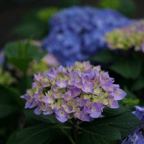 Hydrangea macrophylla 'SMHMES14' ~ Let's Dance® Rhythmic Blue® Hydrangea