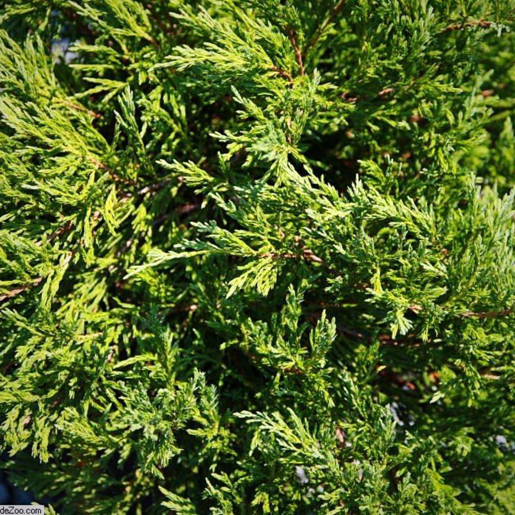 Juniperus horizontalis 'Andorra Compacta' ~ Enebro compacto de Andorra