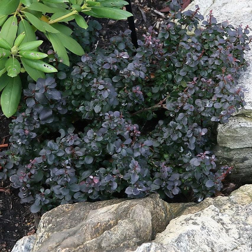 Berberis thunbergii 'Concorde' ~ Agracejo Concorde