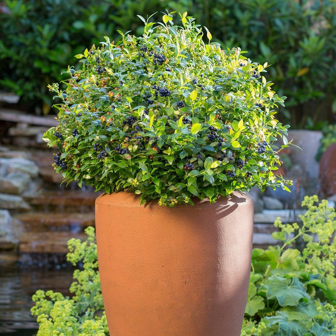 Vaccinium corymbosum híbrido 'ZF08-095' PP 25,467 ~ Bushel and Berry® BerryBux® Arándano